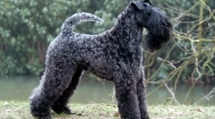 Kerry blue terrier (снимка): синя мечта за много развъдчици на кучета